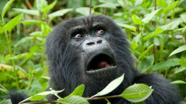 Когда пять минут до конца рабочего дня - смешное видео бегущей гориллы - Sputnik Ўзбекистон