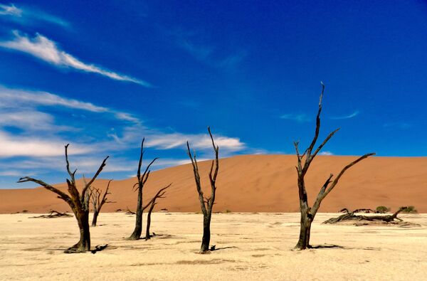 Засохшие деревья в пустыне Намибии - Sputnik Узбекистан