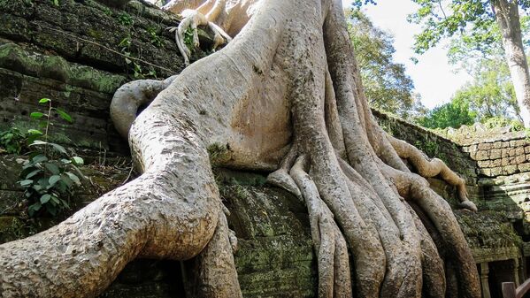 Корни деревьев на храмовом комплексе Та Прум в Камбодже - Sputnik Узбекистан