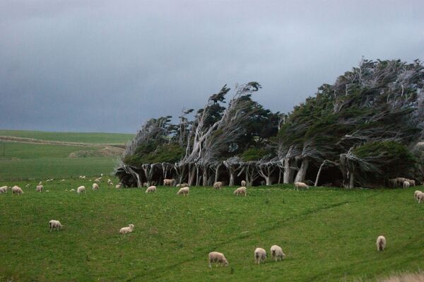Гнутые деревья на мысе Слоуп-Пойнт, Новая Зеландия - Sputnik Узбекистан