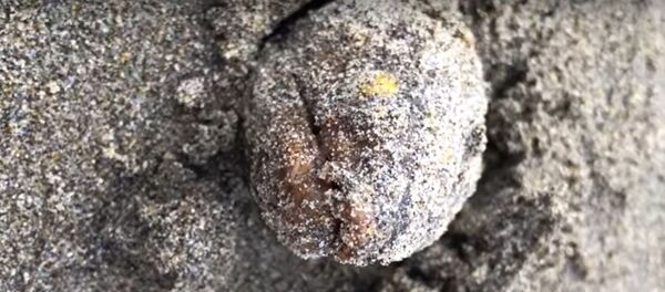 Странное существо обнаружили на пляже Лонг-Бич  - Sputnik Узбекистан