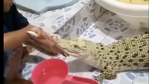 В опасных условиях: ребенок чистит зубы крокодилу - удивительное видео - Sputnik Узбекистан