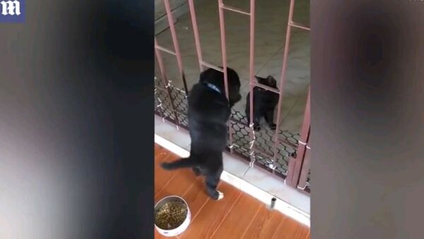 Кот помогает пухлому щенку выбраться из клетки - милое видео - Sputnik Узбекистан
