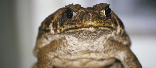 Жаба Жаба - Sputnik Ўзбекистон