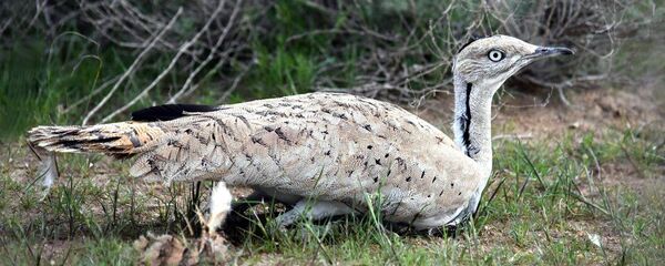 Дрофа-красотока Дрофа-красотока - Sputnik Узбекистан