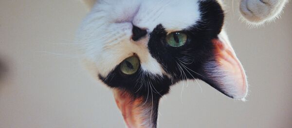 В Театре Кошек Юрия Куклачева - Sputnik Узбекистан