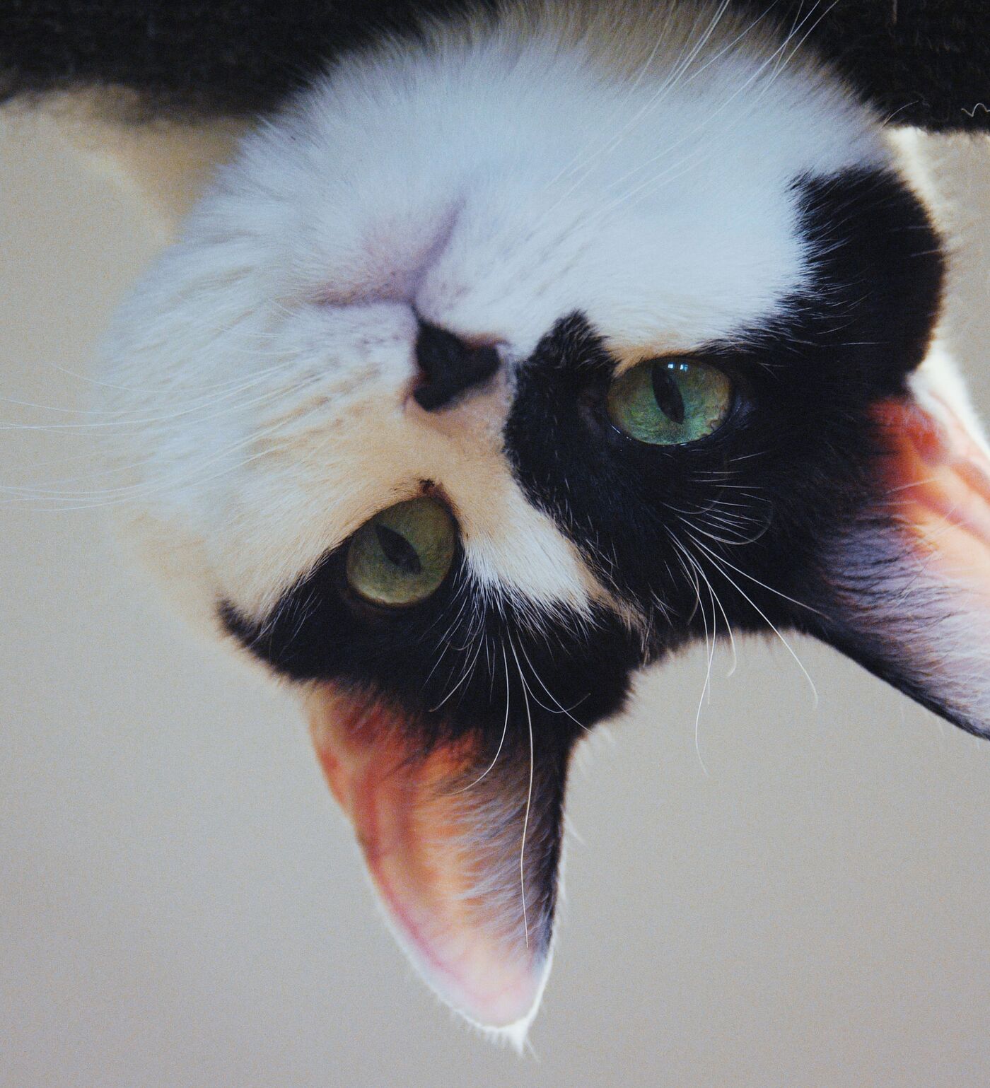 Qovoqning mushukcha surati