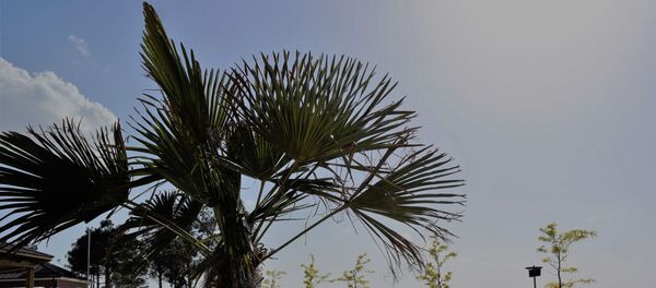 Зона отдыха в Термезе Зона отдыха в Термезе - Sputnik Ўзбекистон