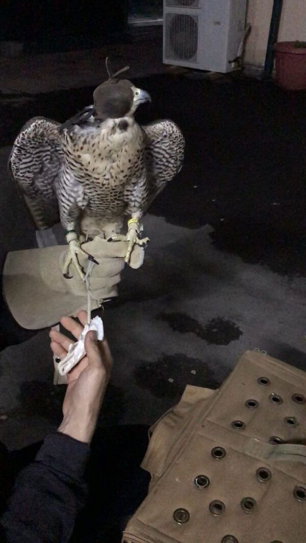 Гражданин Саудовской Аравии хотел ввезти в Узбекистан соколов для охоты - Sputnik Узбекистан