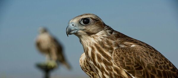 Сокол Сокол - Sputnik Ўзбекистон