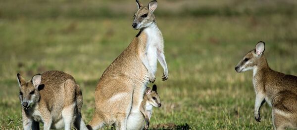 Kenguru - Sputnik O‘zbekiston