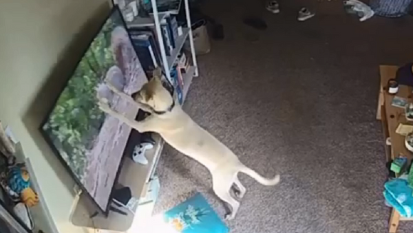 Поймал белочку: забавный пес охотится на телевизор  - Sputnik Узбекистан