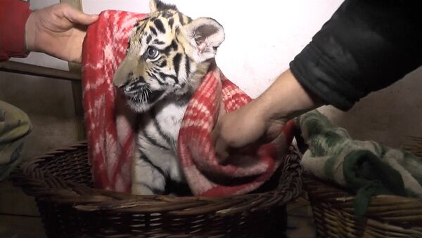 Сотрудники обесточенного сафари-парка кутали тигрят в одеяла в Крыму - Sputnik Узбекистан