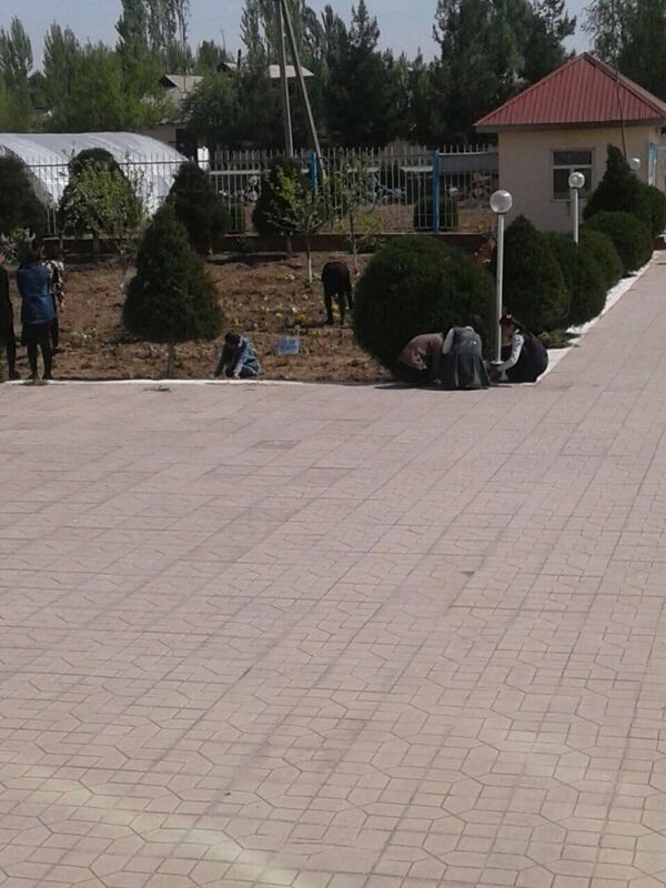 Минтруда проверяет, привлекали ли учителей к принудительным работам - Sputnik Узбекистан