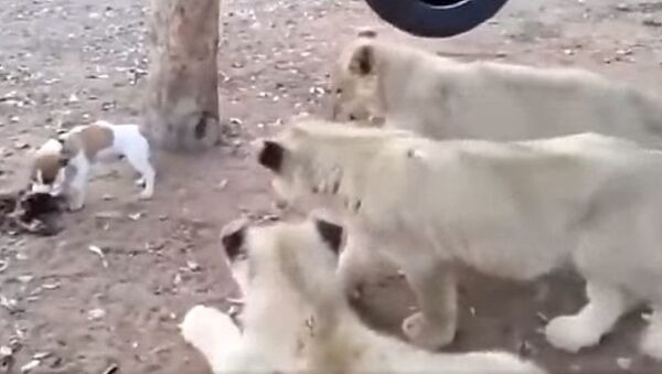 Подходи по одному: миниатюрный щенок раскидал трех львов  - Sputnik Узбекистан