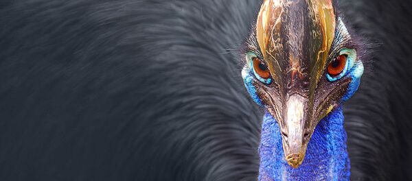 Казуар Казуар - Sputnik Ўзбекистон