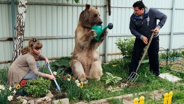 СПУТНИК_Невероятная жизнь медведя Степы - Sputnik Узбекистан
