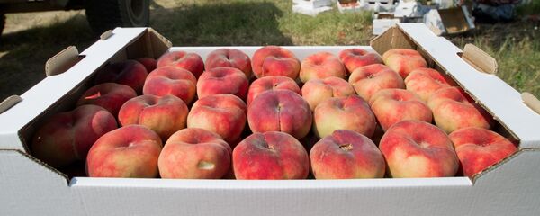 Сортировка и укладка персиков для транспортировки на агрофирме - Sputnik Узбекистан