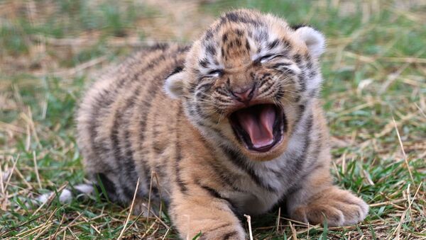 Шесть амурских тигрят родились в крымском сафари-парке Тайган - Sputnik Узбекистан