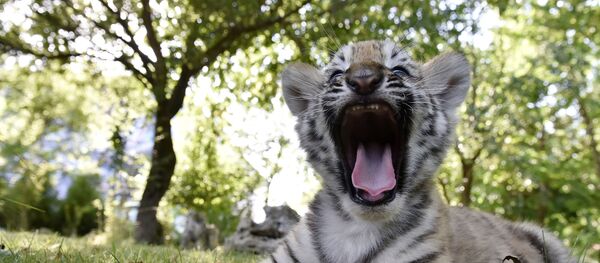 Тигренок Тигренок - Sputnik Ўзбекистон