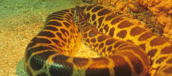 Удав Удав - Sputnik Ўзбекистон