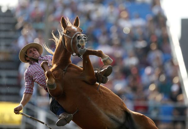 Гаучо едет на дикой лошади во время празднования креольской недели в Монтевидео, Уругвай - Sputnik Узбекистан