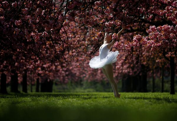Танцовщица позирует для фотографии под цветущими вишнями в садах Парка Со около Парижа, Франция - Sputnik Узбекистан