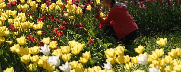 Фестиваль тюльпанов  - Sputnik Узбекистан