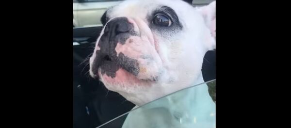 Пес поет оперную арию - Sputnik Узбекистан