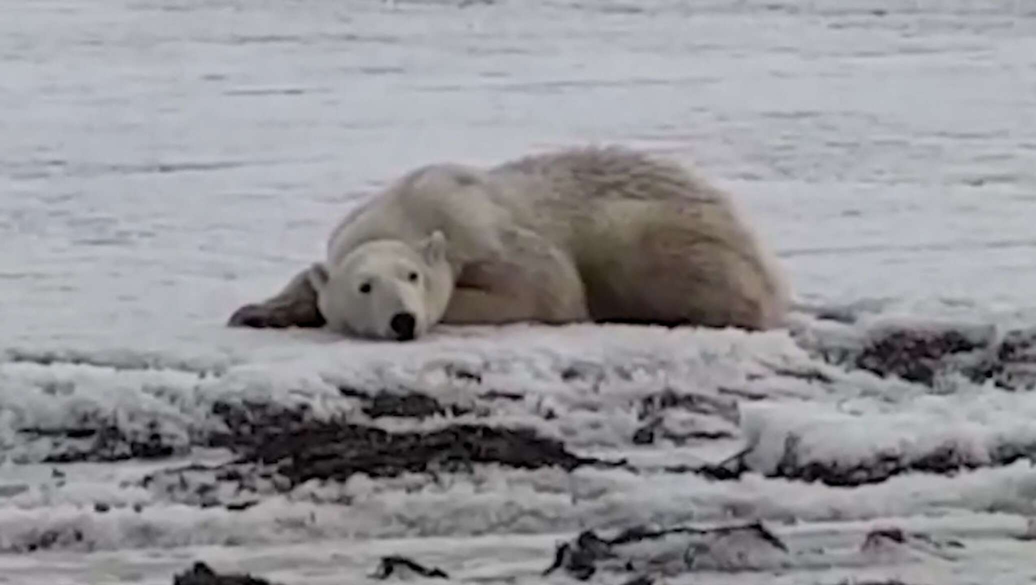 Seems to bear. Белый медведь Североморск. Белые медведи на Камчатке. Медведь в Североморске. Белые медведи на дрейфующей льдине.