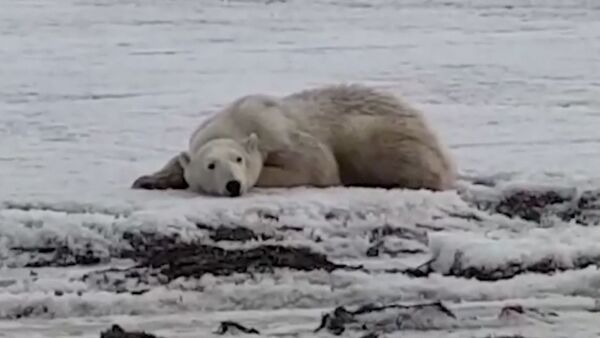 Жители Камчатки спасают полярного медведя - Sputnik Узбекистан