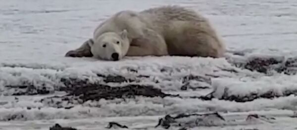 Жители Камчатки спасают полярного медведя - Sputnik Узбекистан