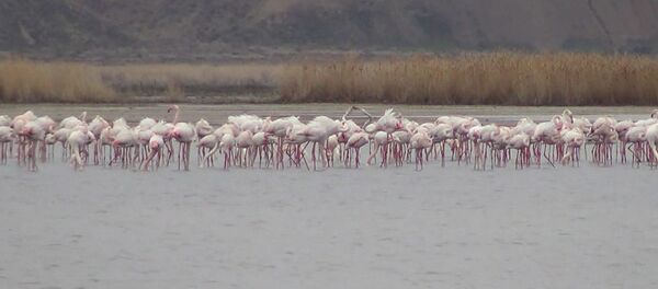 Rozovie flamingo vernulis v Muynak - Sputnik O‘zbekiston