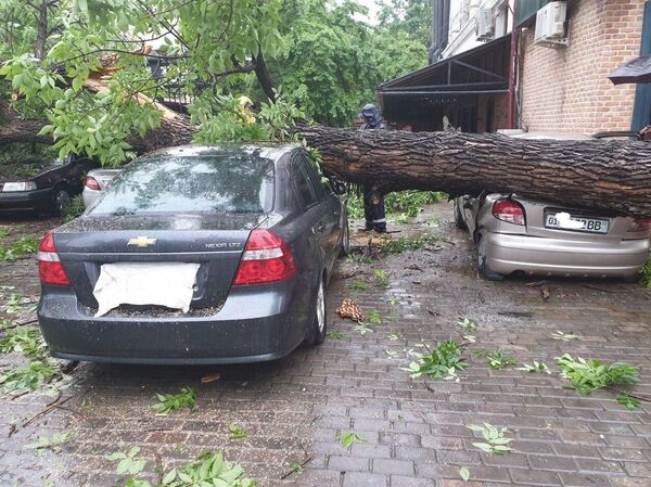 Тошкентда улкан дарахт қулаб, еттита машинани пачоқлади Тошкентда улкан дарахт қулаб, еттита машинани пачоқлади - Sputnik Ўзбекистон