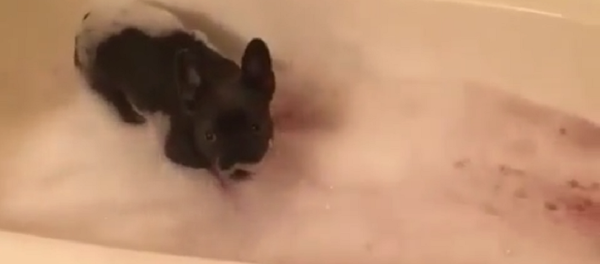 Брызги, шум и беготня: щенок не может спокойно принять ванну - видео Брызги, шум и беготня: щенок не может спокойно принять ванну - видео - Sputnik Узбекистан