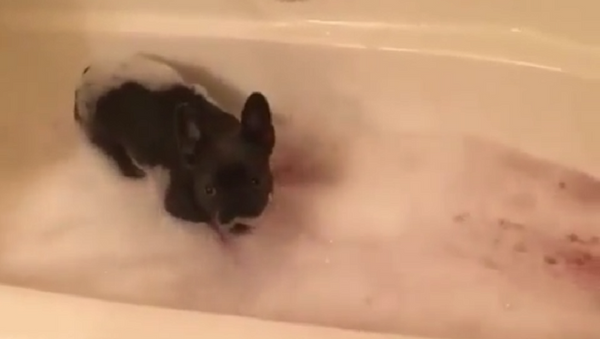 Брызги, шум и беготня: щенок не может спокойно принять ванну - видео - Sputnik Ўзбекистон