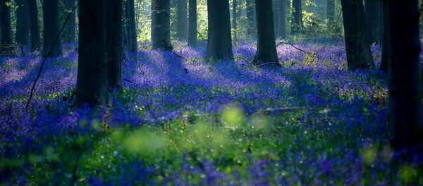 Дикие колокольчики (Гиацинтовое семейство) во время цветения в бельгийском лесу  - Sputnik Узбекистан