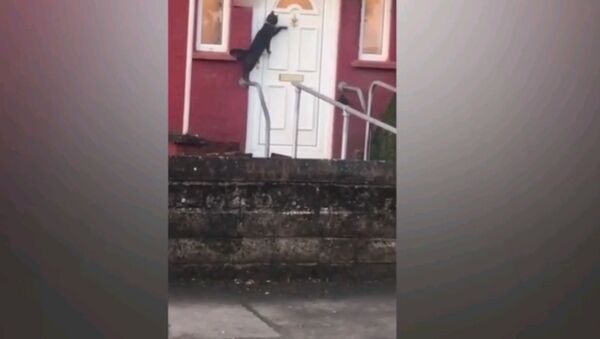 Когда перед тобой закрыты двери - видео с очень воспитанным котом - Sputnik Узбекистан