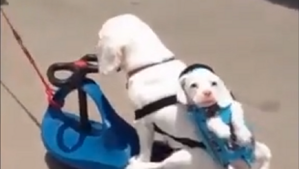 Пушистый прицеп: собаки устроили настоящий автопробег - видео - Sputnik Узбекистан