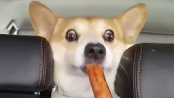 Вот это реакция: щенок молниеносно хватает угощение - видео - Sputnik Узбекистан