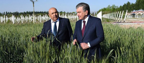 Shavkat Mirziyoyev posetil pole fermerskogo xozaystva Komiljon ota Mamajonov Ferganskogo rayona  - Sputnik O‘zbekiston