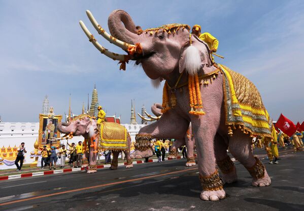 Слоны во время торжеств в центре Бангкока в честь коронации нового короля Таиланда - Sputnik Узбекистан