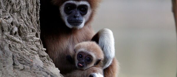 Мама-гиббон с детенышем в зоопарке македонского города Скопье Мама-гиббон с детенышем в зоопарке македонского города Скопье - Sputnik Ўзбекистон