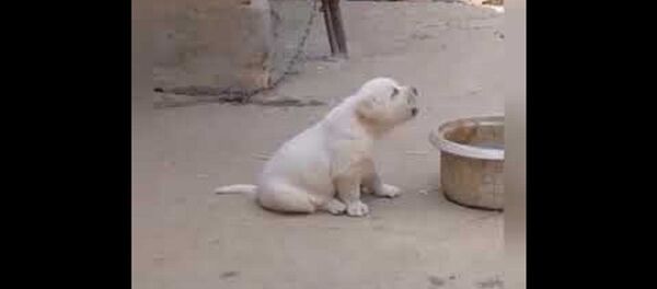 Щенок пародирует петуха – видео - Sputnik Узбекистан