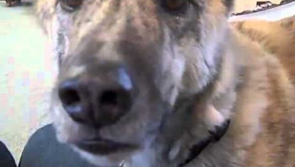 Хозяин дразнит собаку рассказом о еде – видео - Sputnik Узбекистан