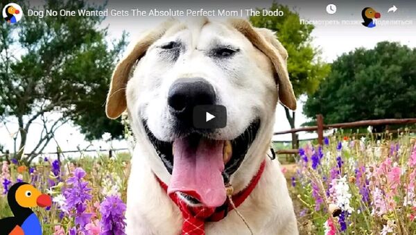 Пес, которого никто не хочет - видео самой странной собаки в мире - Sputnik Ўзбекистон