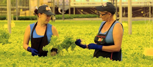 Работницы агрокомплекса собирают листовой салат Работницы агрокомплекса собирают листовой салат - Sputnik Узбекистан