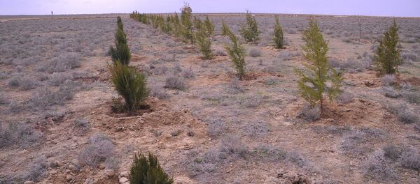 Himoya o‘rmonzorlari. Himoya o‘rmonzorlari. - Sputnik O‘zbekiston