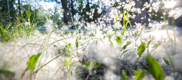 Topoliniy pux - Sputnik O‘zbekiston