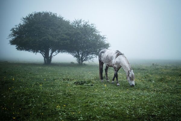 Лошадь пасется на лугу в Майкопском районе Республики Адыгея - Sputnik Узбекистан